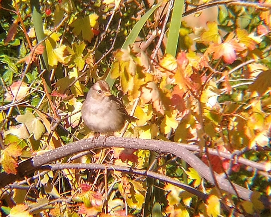 White-crowned Sparrow - ML642659416