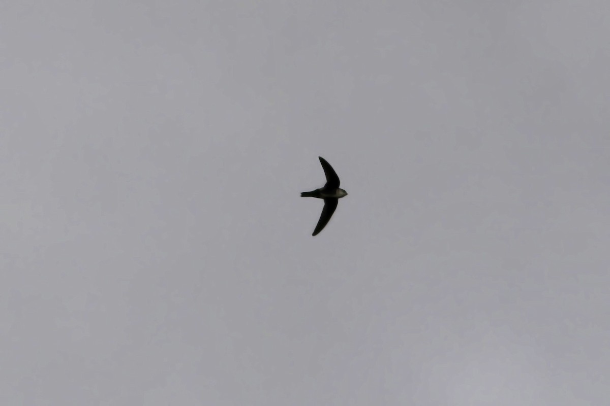 White-throated Swift - ML642659425