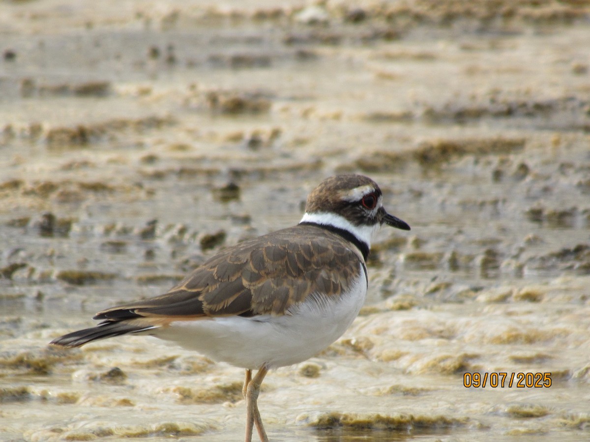 Killdeer - ML642659427