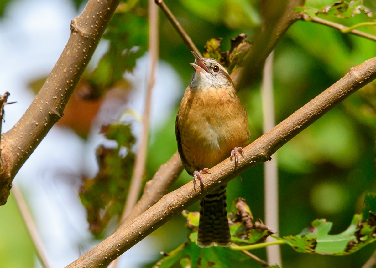 Carolina Wren - ML642659431