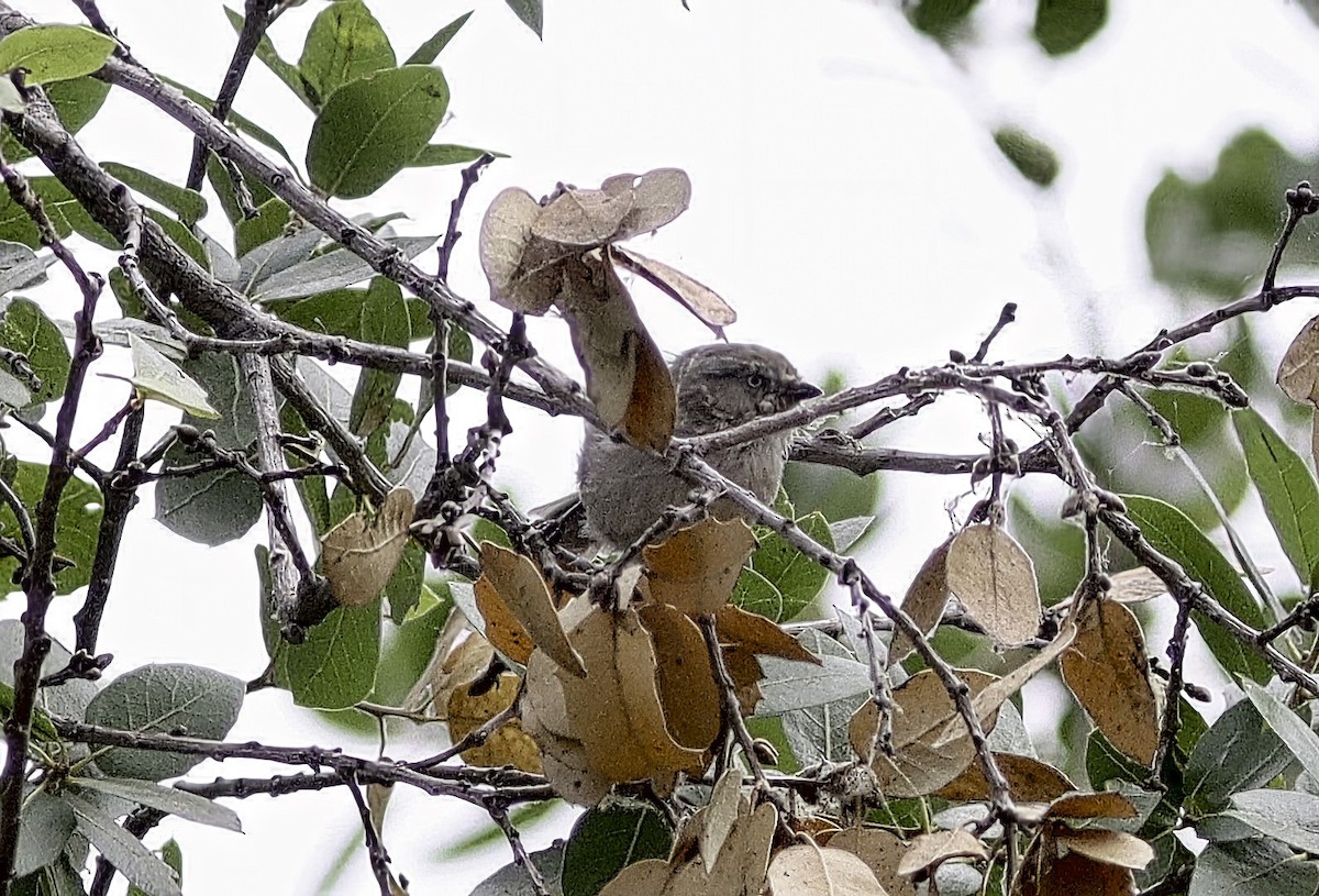 Bushtit - ML642659450