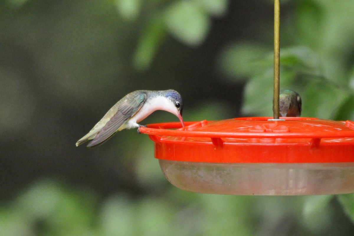 Violet-crowned Hummingbird - ML642659454
