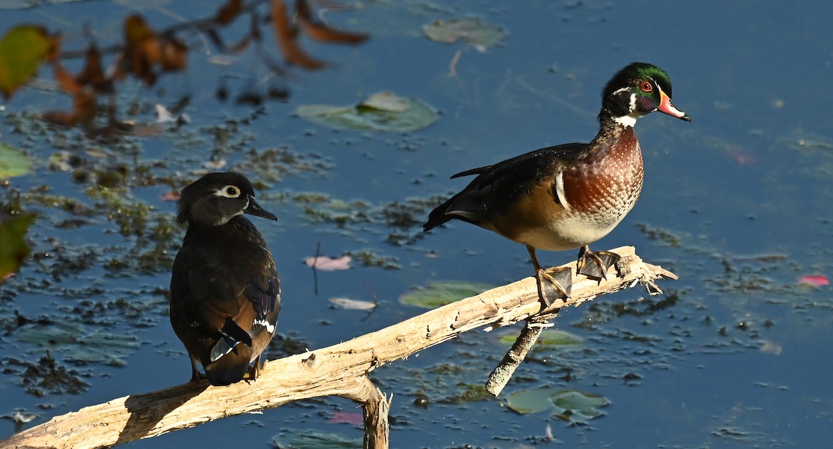 Wood Duck - ML642659461