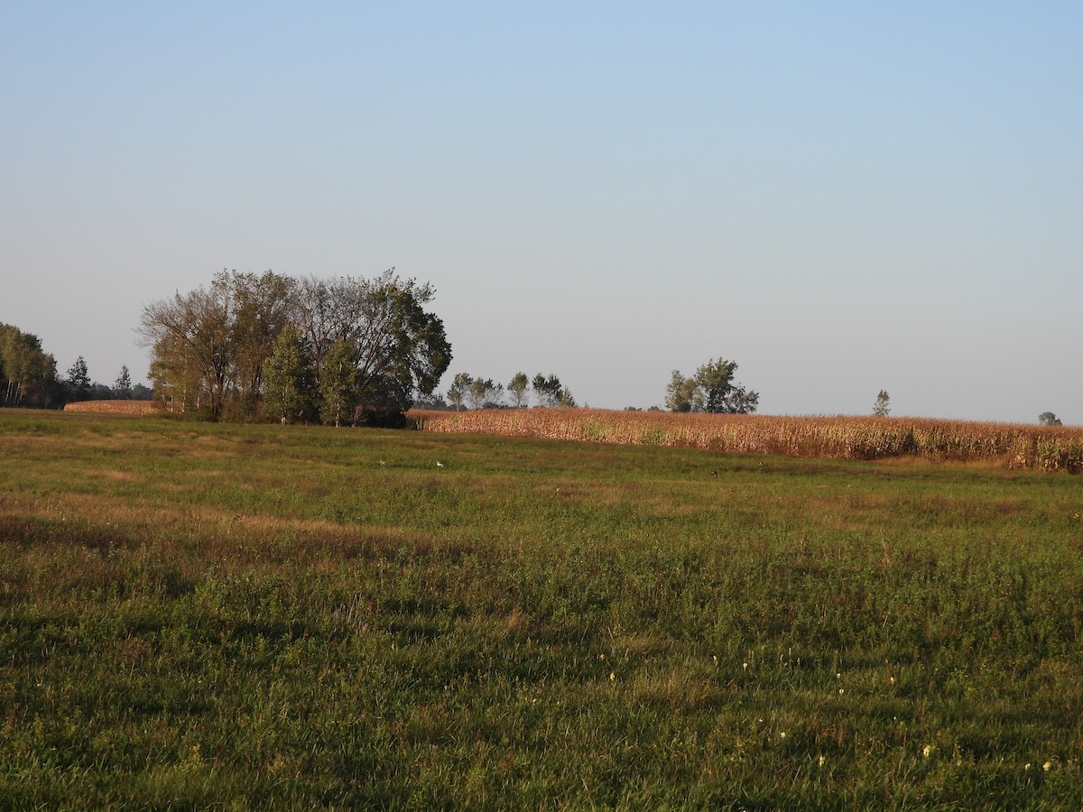 Sturnelle des prés - ML642659462
