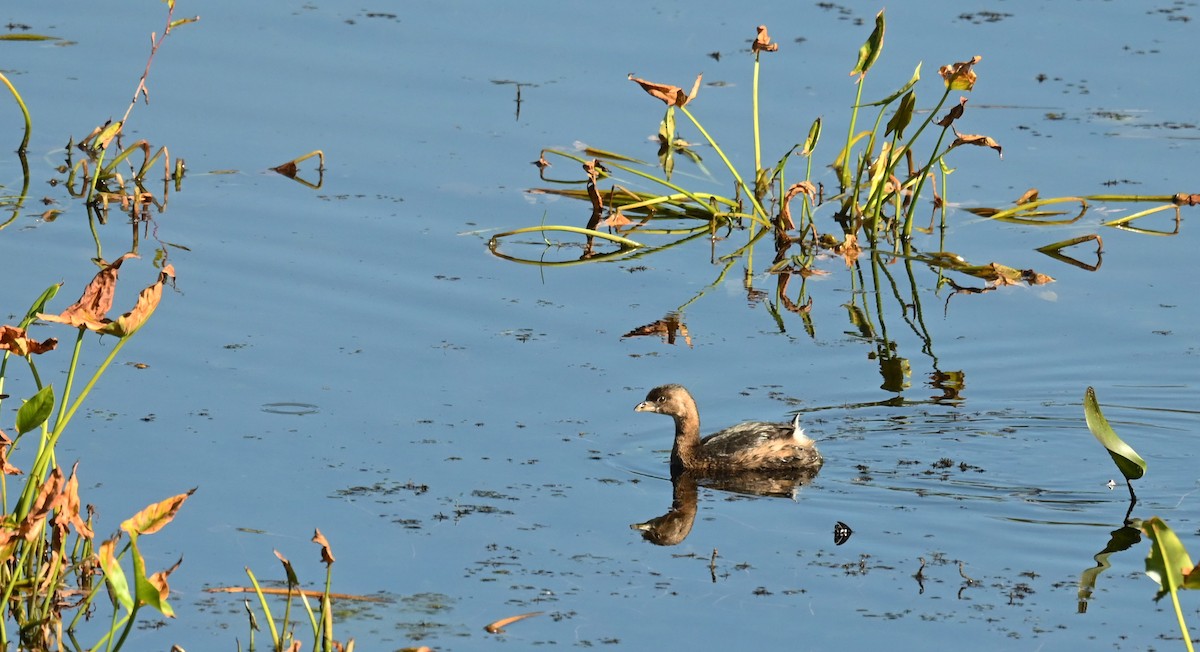 Pied-billed Grebe - ML642659469