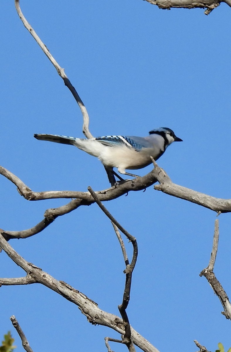 Blauhäher - ML642659470