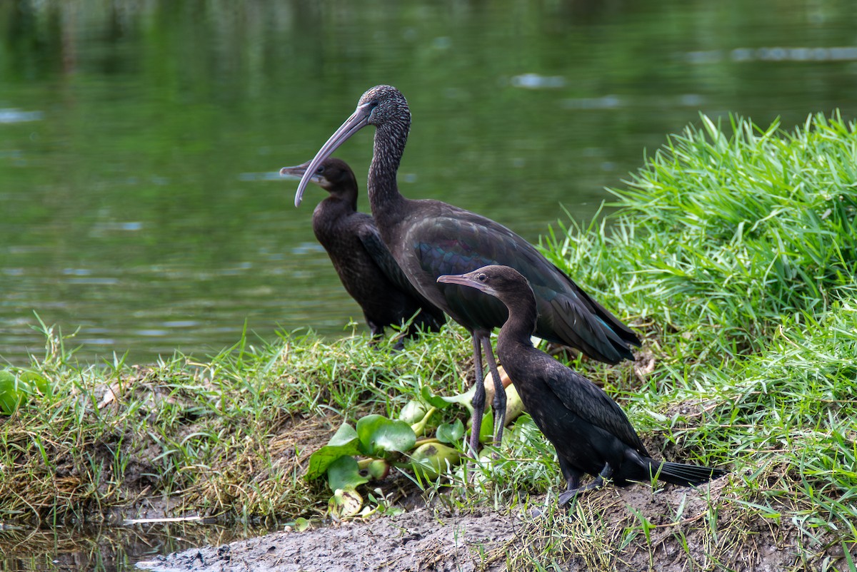 Glossy Ibis - ML642659485