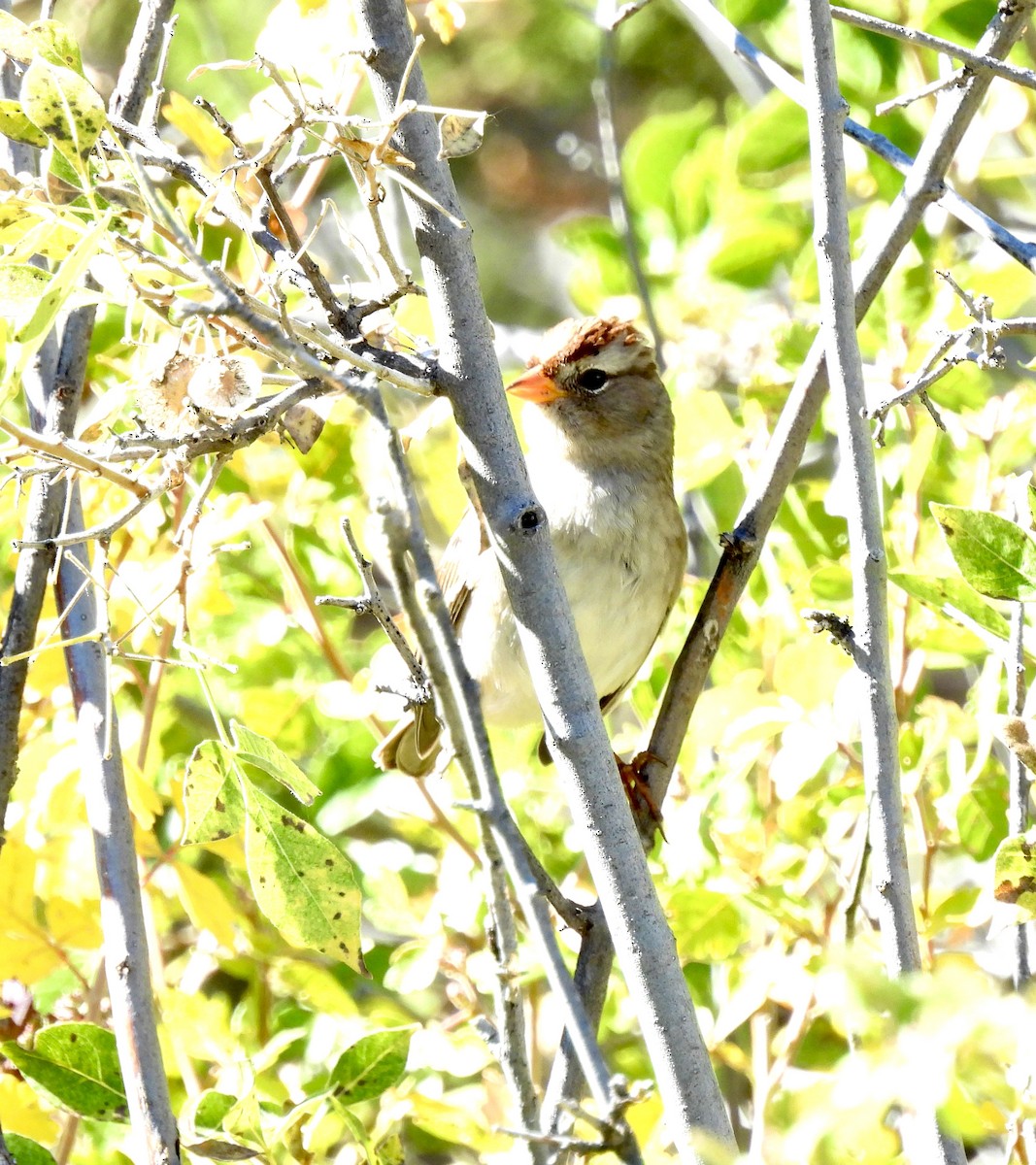 White-crowned Sparrow - ML642659504