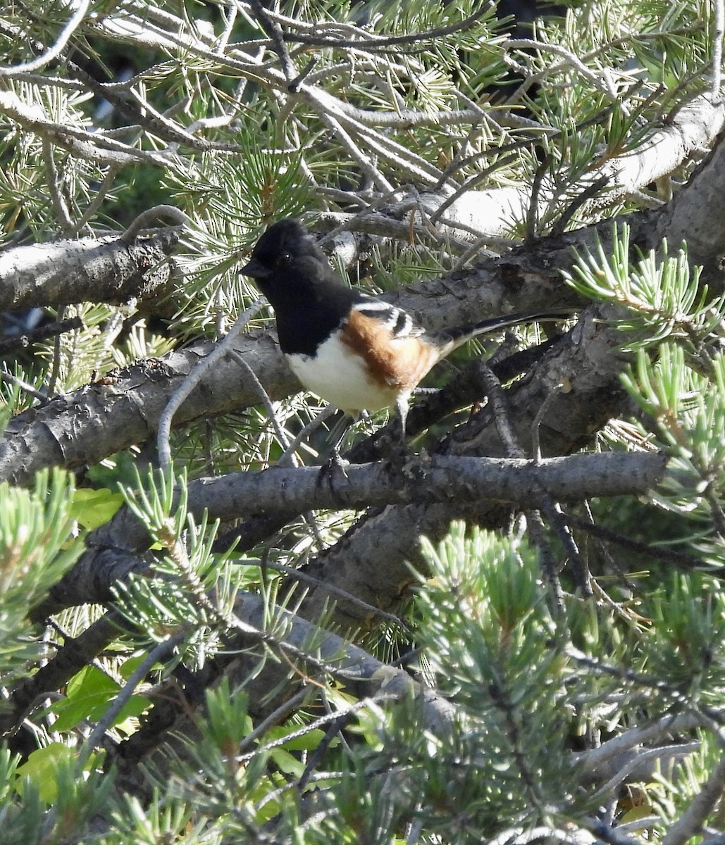 Spotted Towhee - ML642659506
