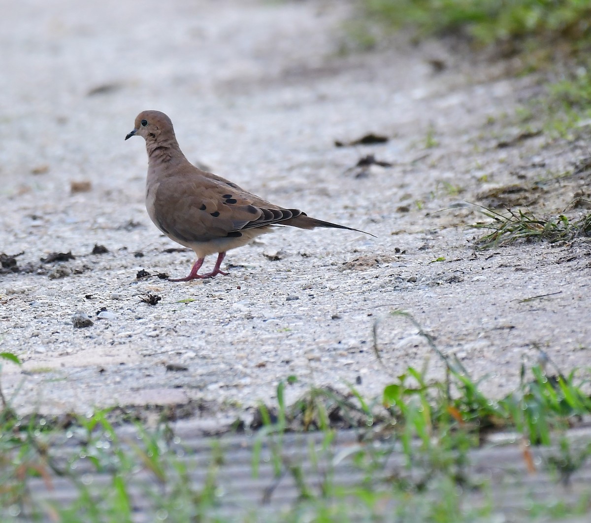 Mourning Dove - ML642659538