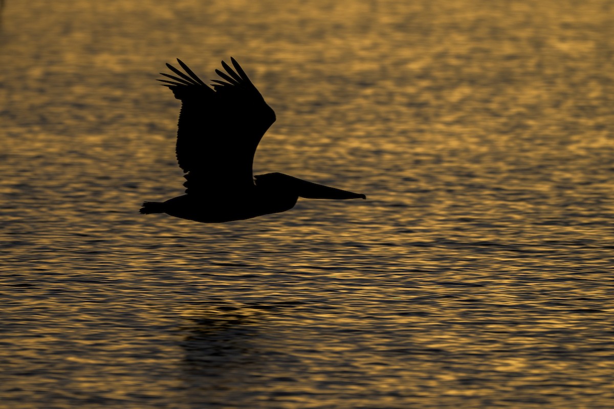 Brown Pelican (California) - ML642659541