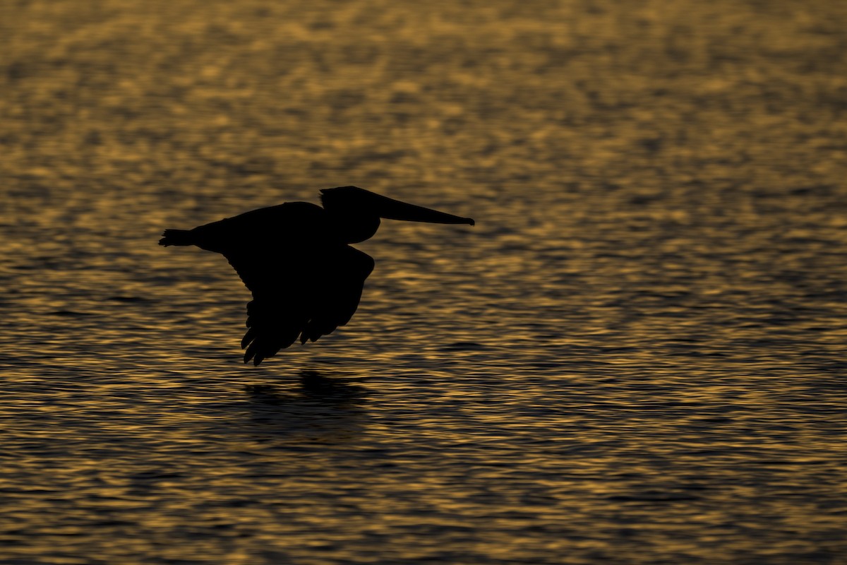 Brown Pelican (California) - ML642659542
