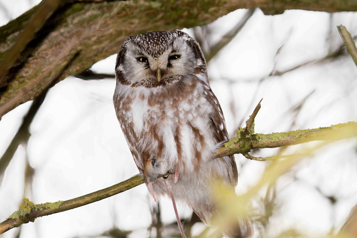 Boreal Owl (Tengmalm's) - ML642659558