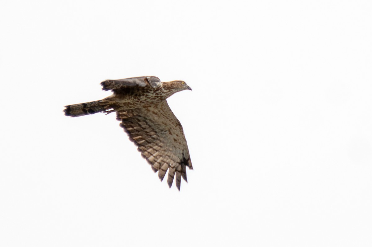 Oriental Honey-buzzard - ML642659560