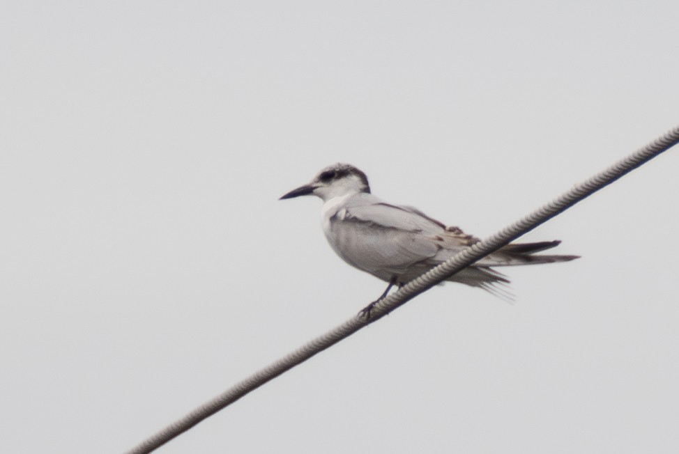 Whiskered Tern - ML642659580