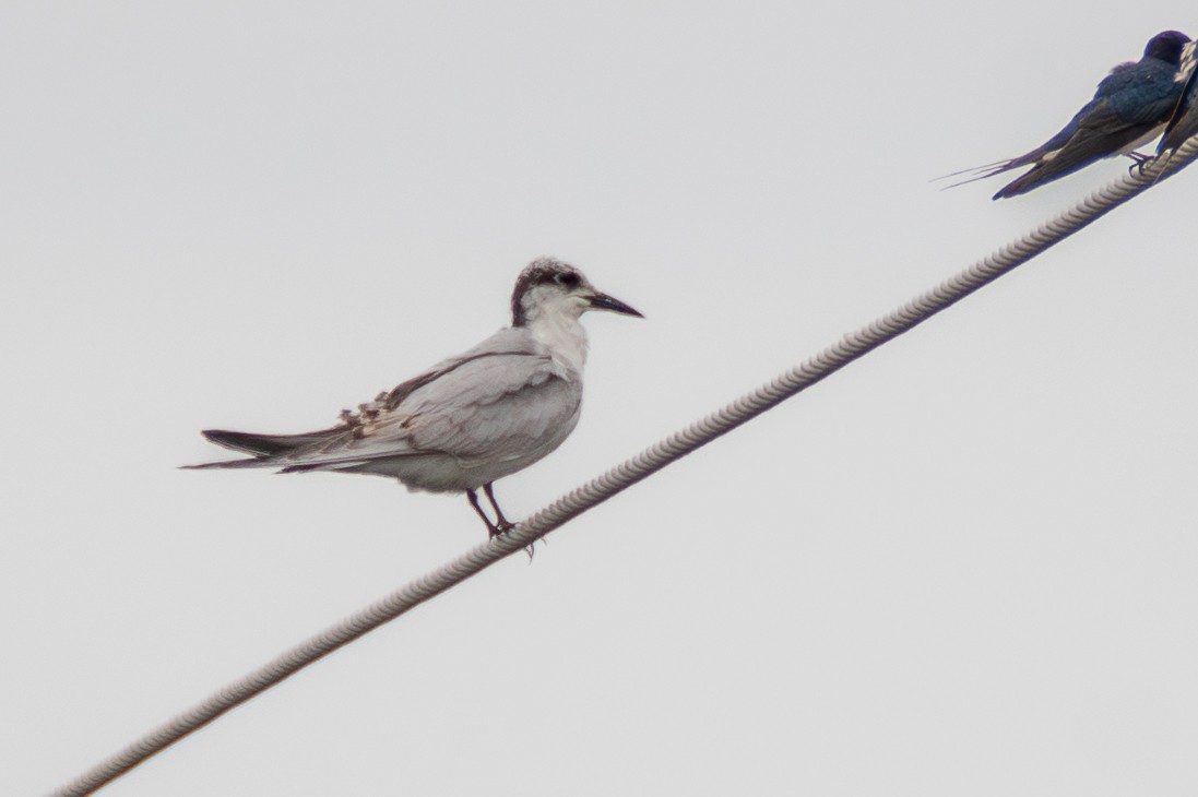 Whiskered Tern - ML642659582