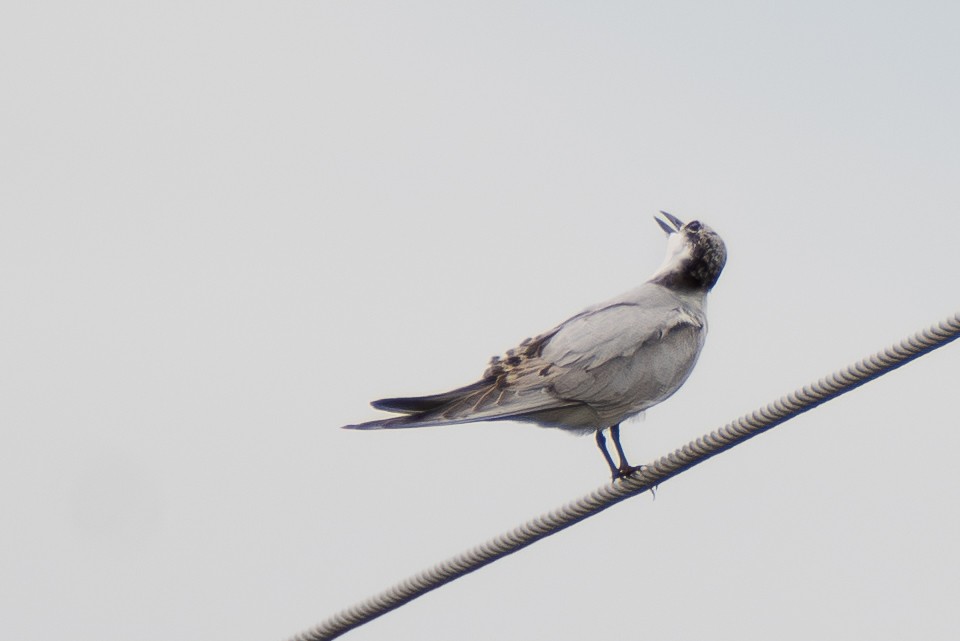 Whiskered Tern - ML642659584