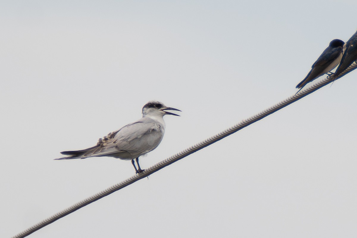 Whiskered Tern - ML642659586