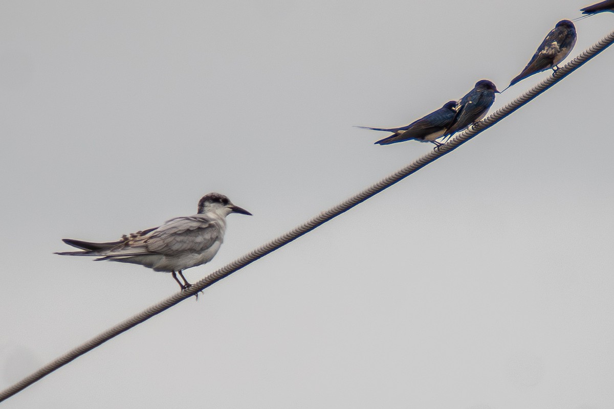 Whiskered Tern - ML642659587