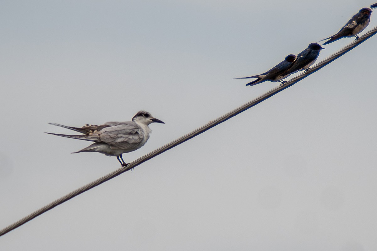 Whiskered Tern - ML642659588