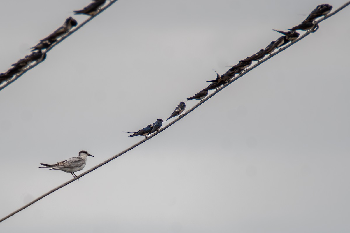 Whiskered Tern - ML642659589