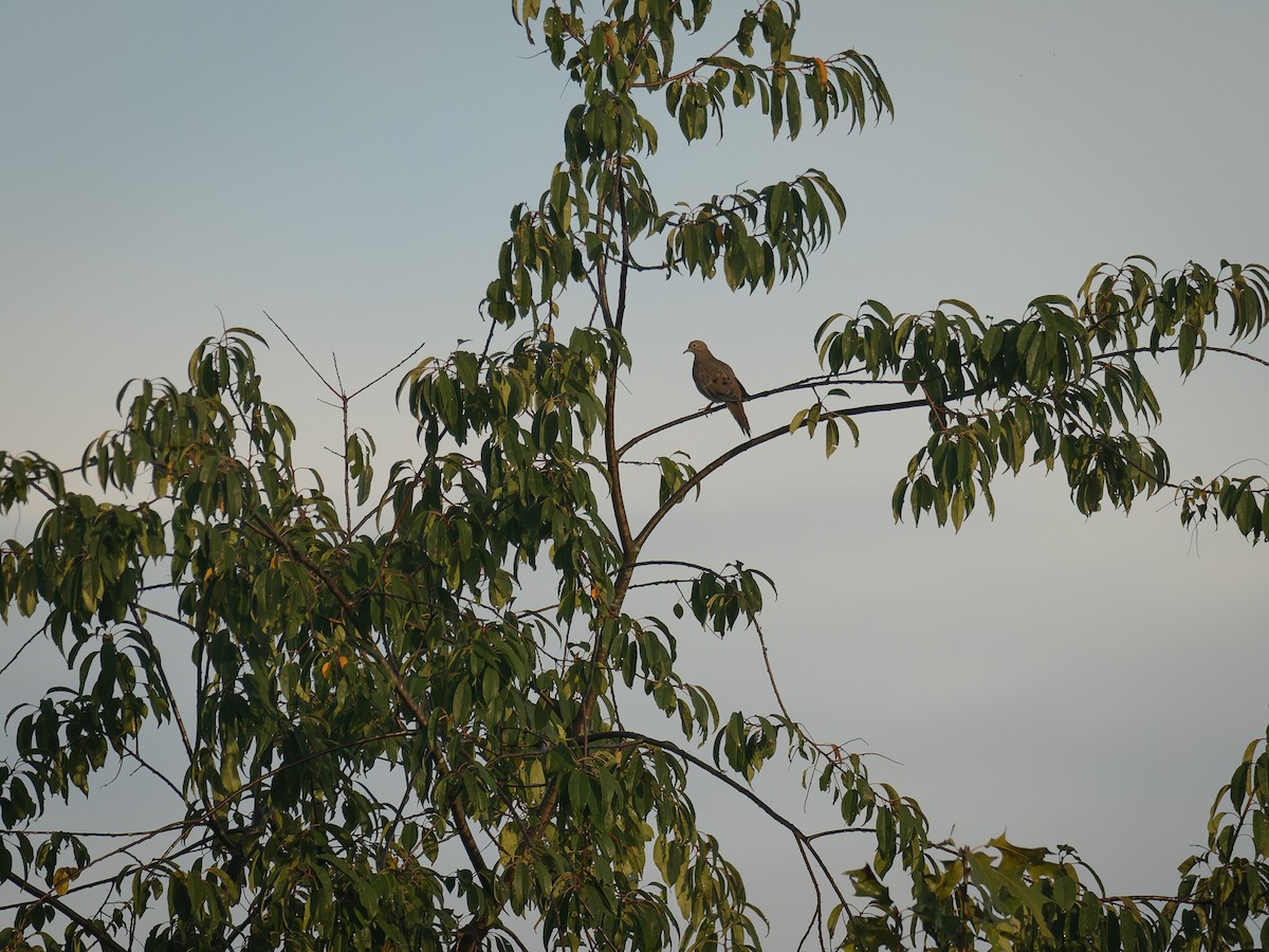 Mourning Dove - ML642659590