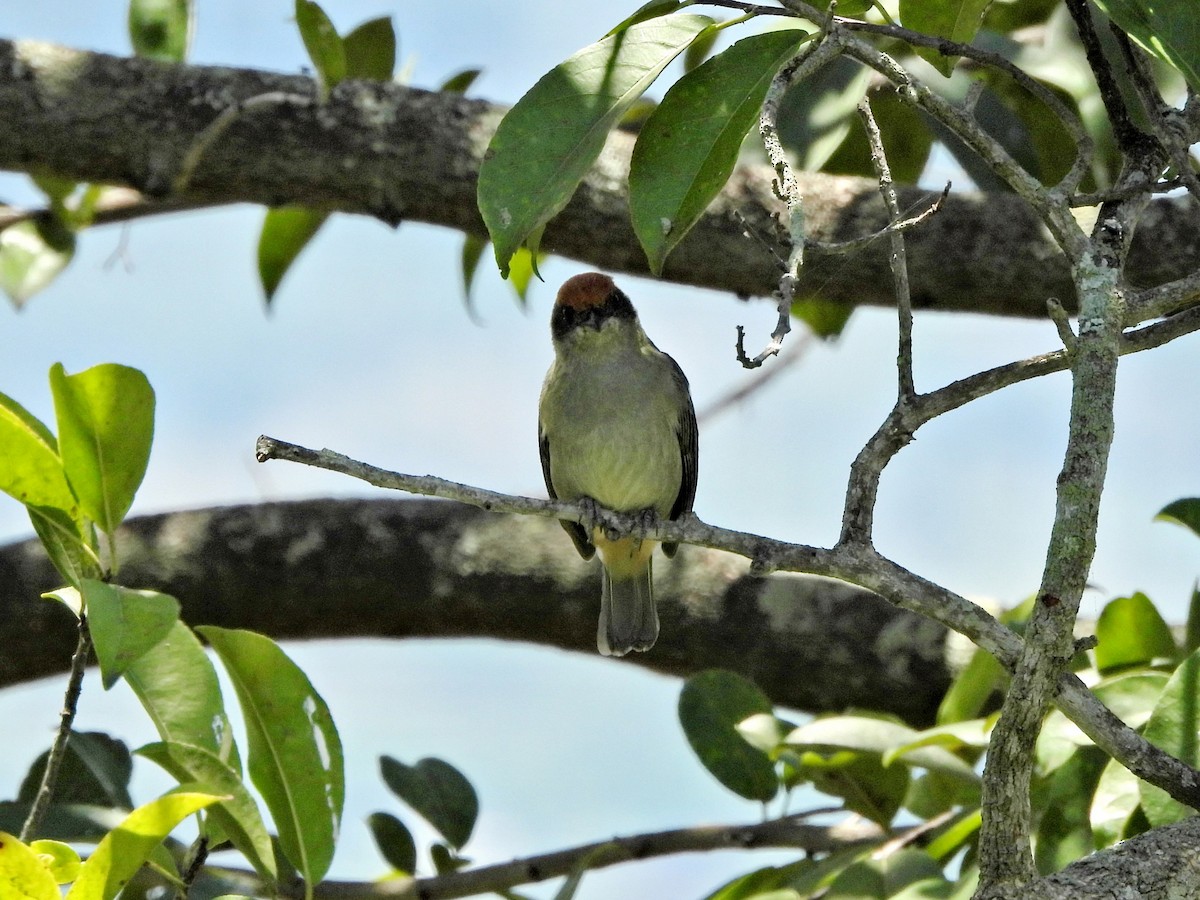 Scrub Tanager - ML642659595