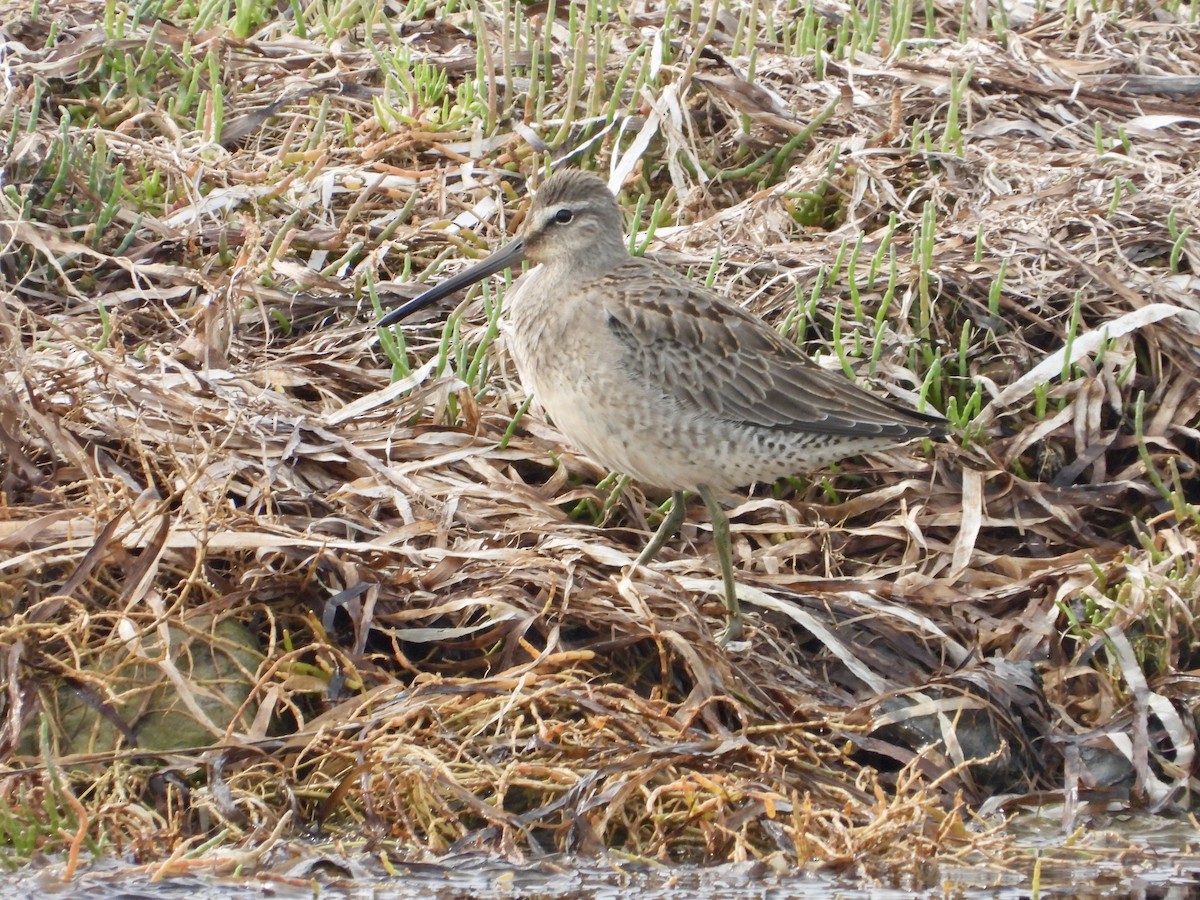 langnebbekkasinsnipe - ML642659605