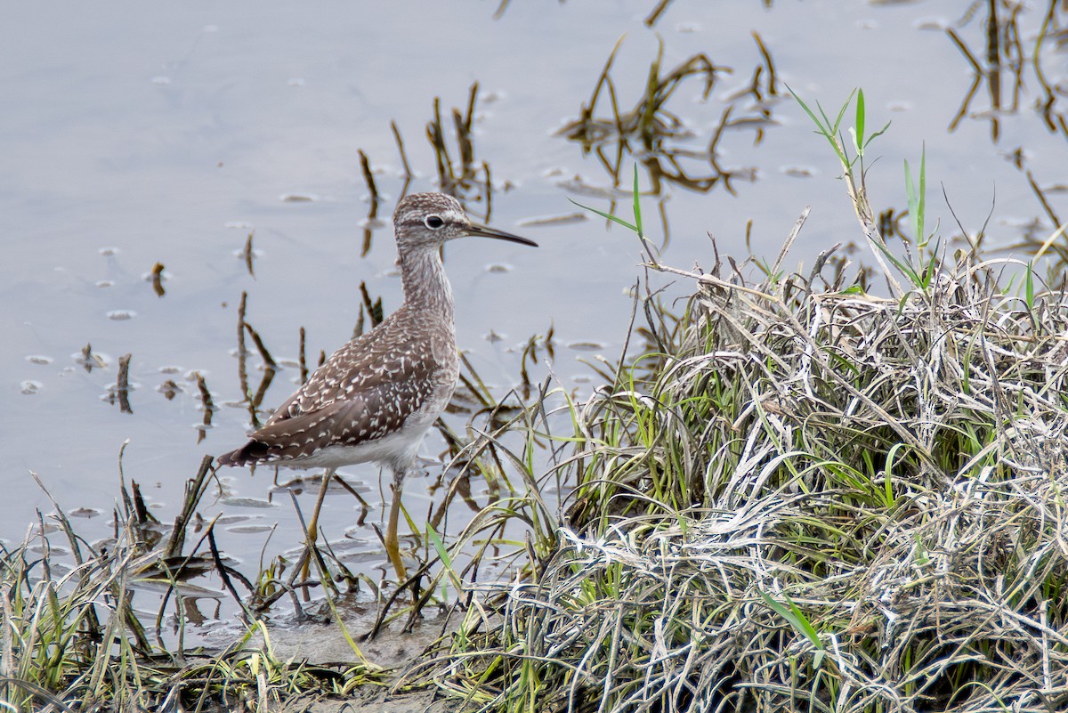 Wood Sandpiper - ML642659609