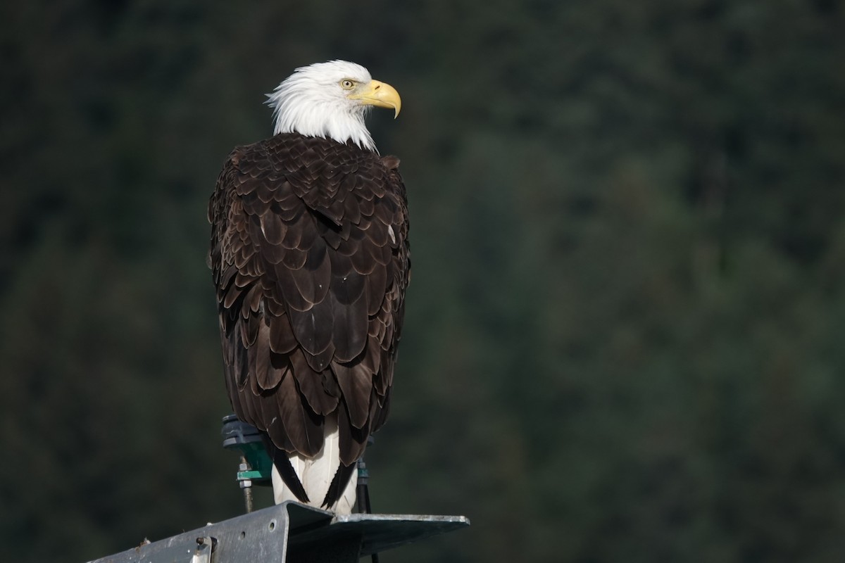 Bald Eagle - ML642659619