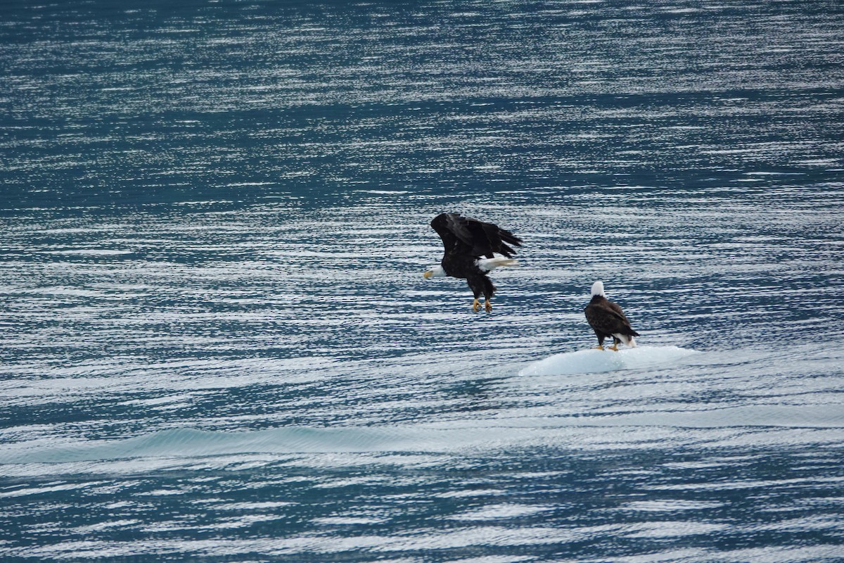 Bald Eagle - ML642659620