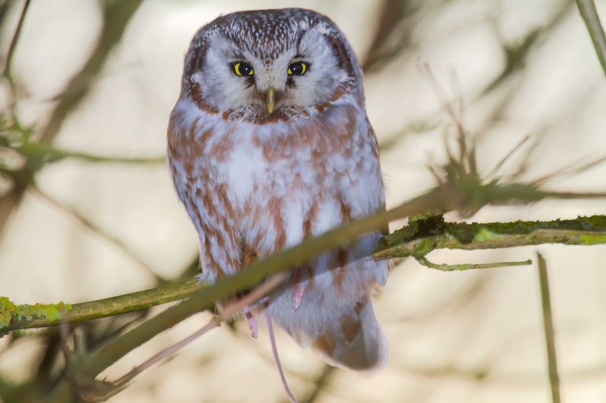 Boreal Owl (Tengmalm's) - ML642659633