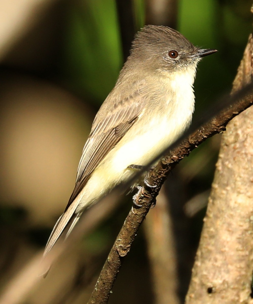 Eastern Phoebe - ML642659643