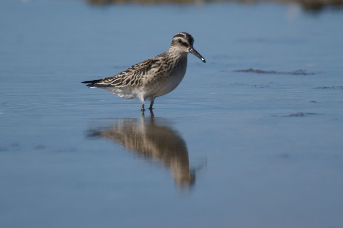 Broad-billed Sandpiper - ML642659647