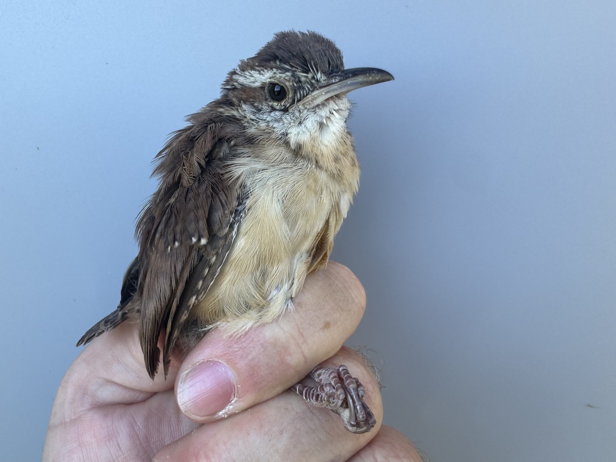Carolina Wren - ML642659648