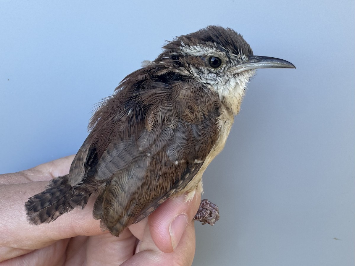 Carolina Wren - ML642659649