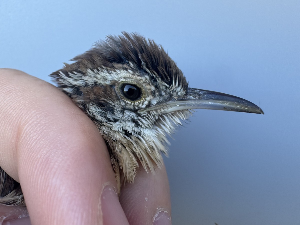 Carolina Wren - ML642659650