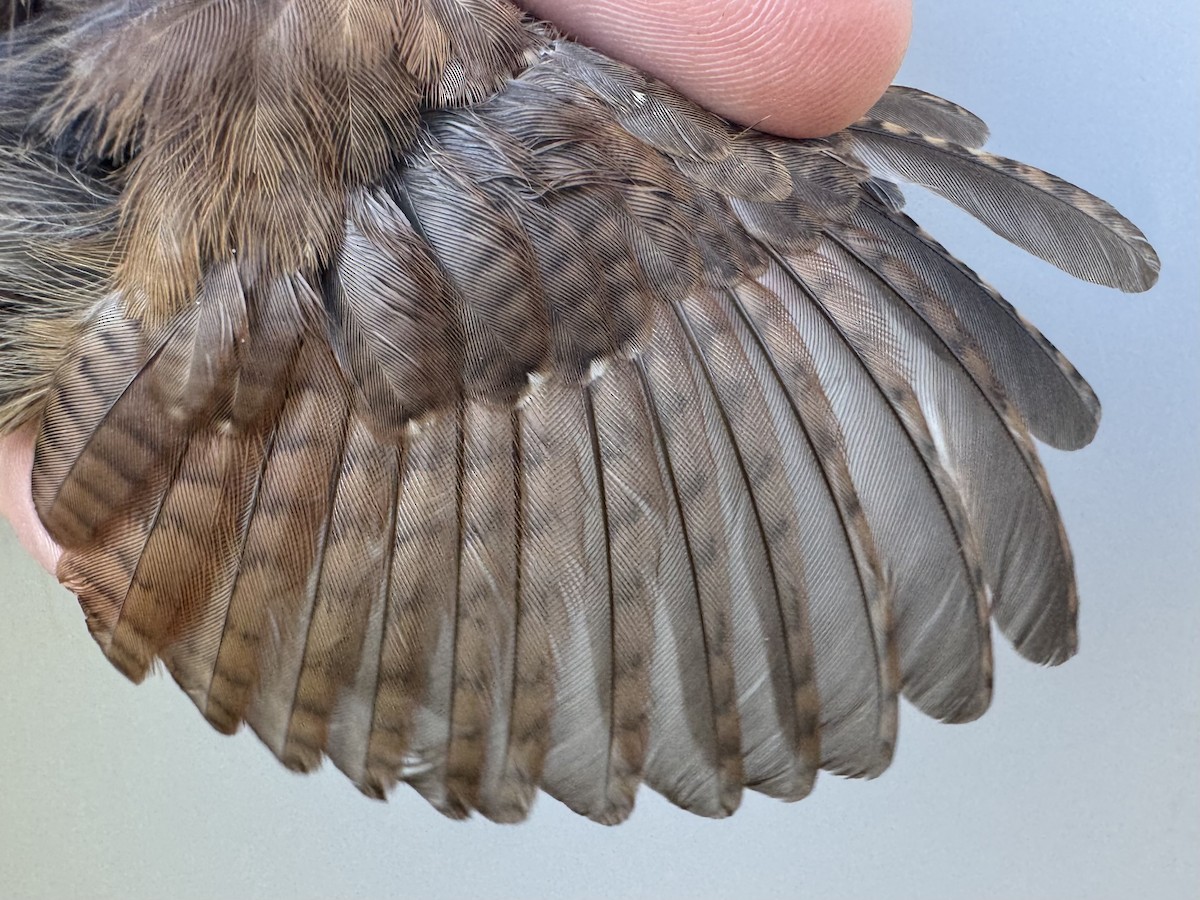 Carolina Wren - ML642659651