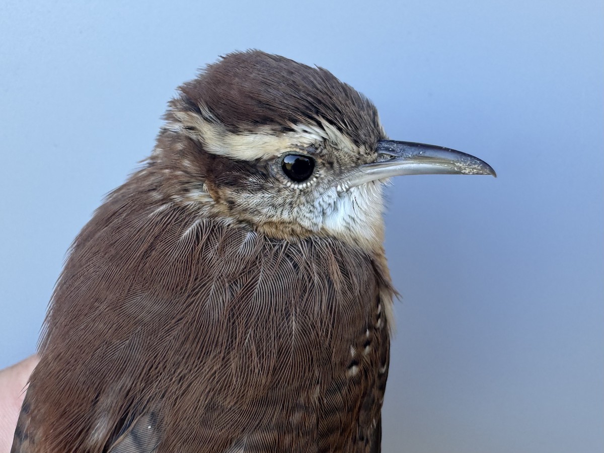Carolina Wren - ML642659662