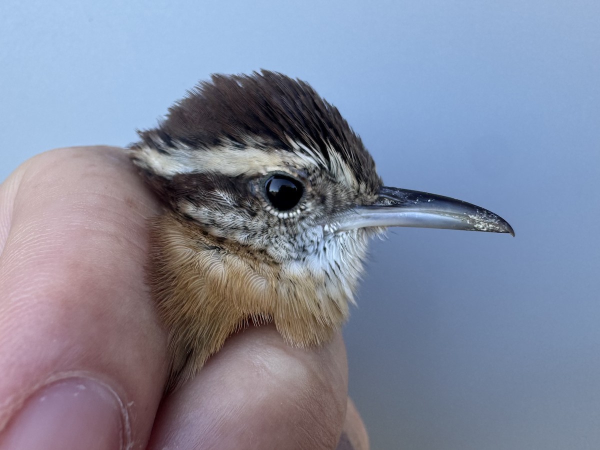 Carolina Wren - ML642659663