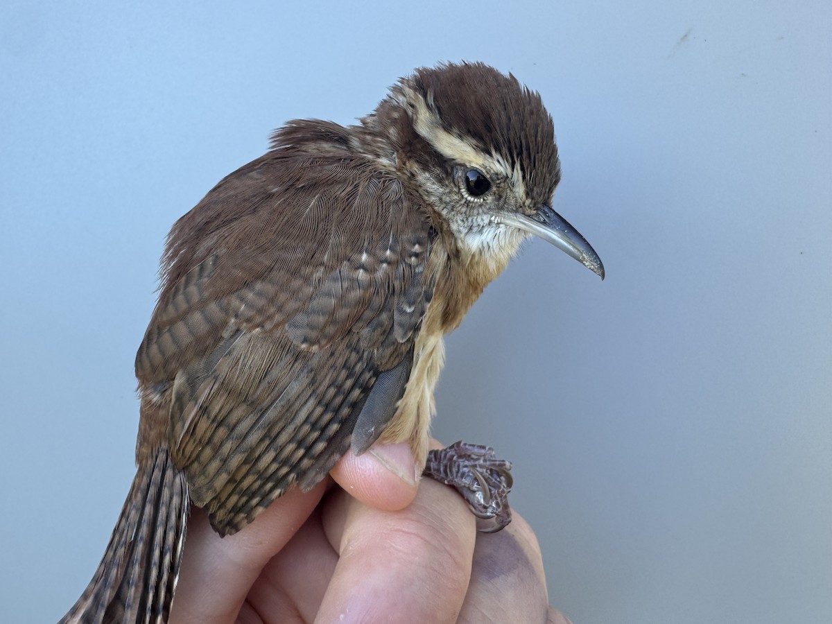 Carolina Wren - ML642659666