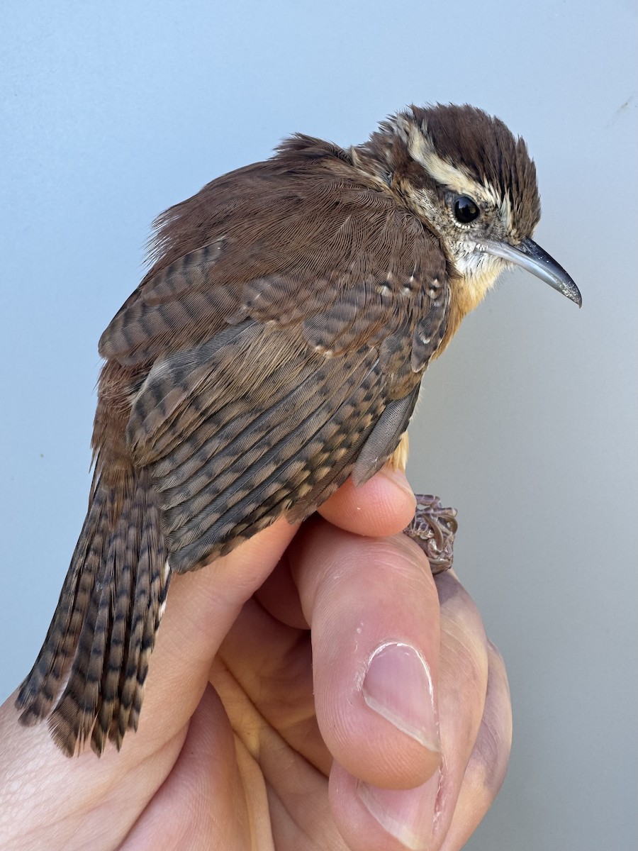Carolina Wren - ML642659668