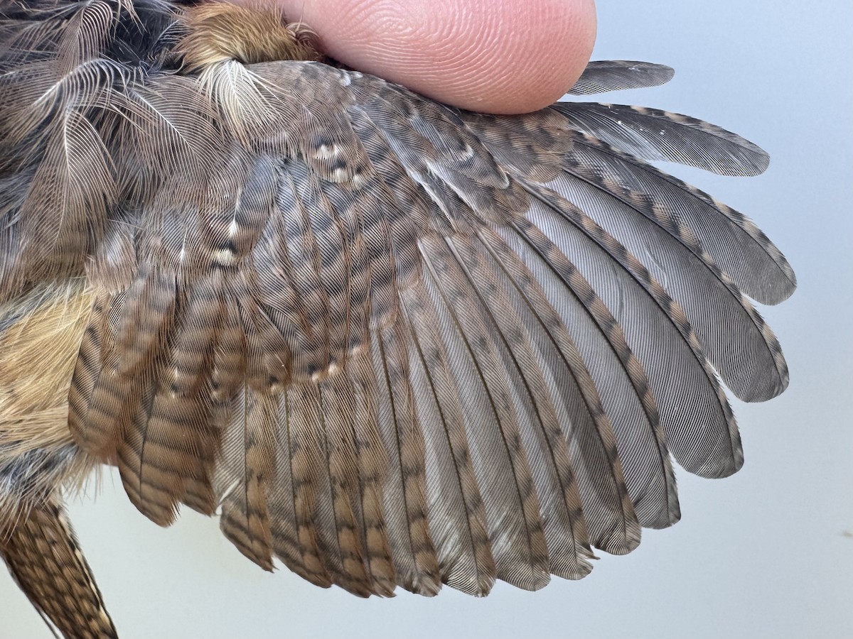Carolina Wren - ML642659669