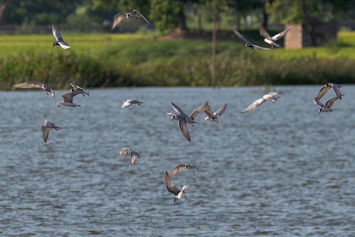 Whiskered Tern - ML642659689