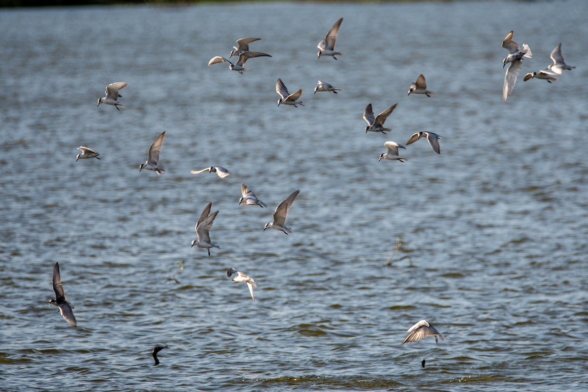 Whiskered Tern - ML642659690