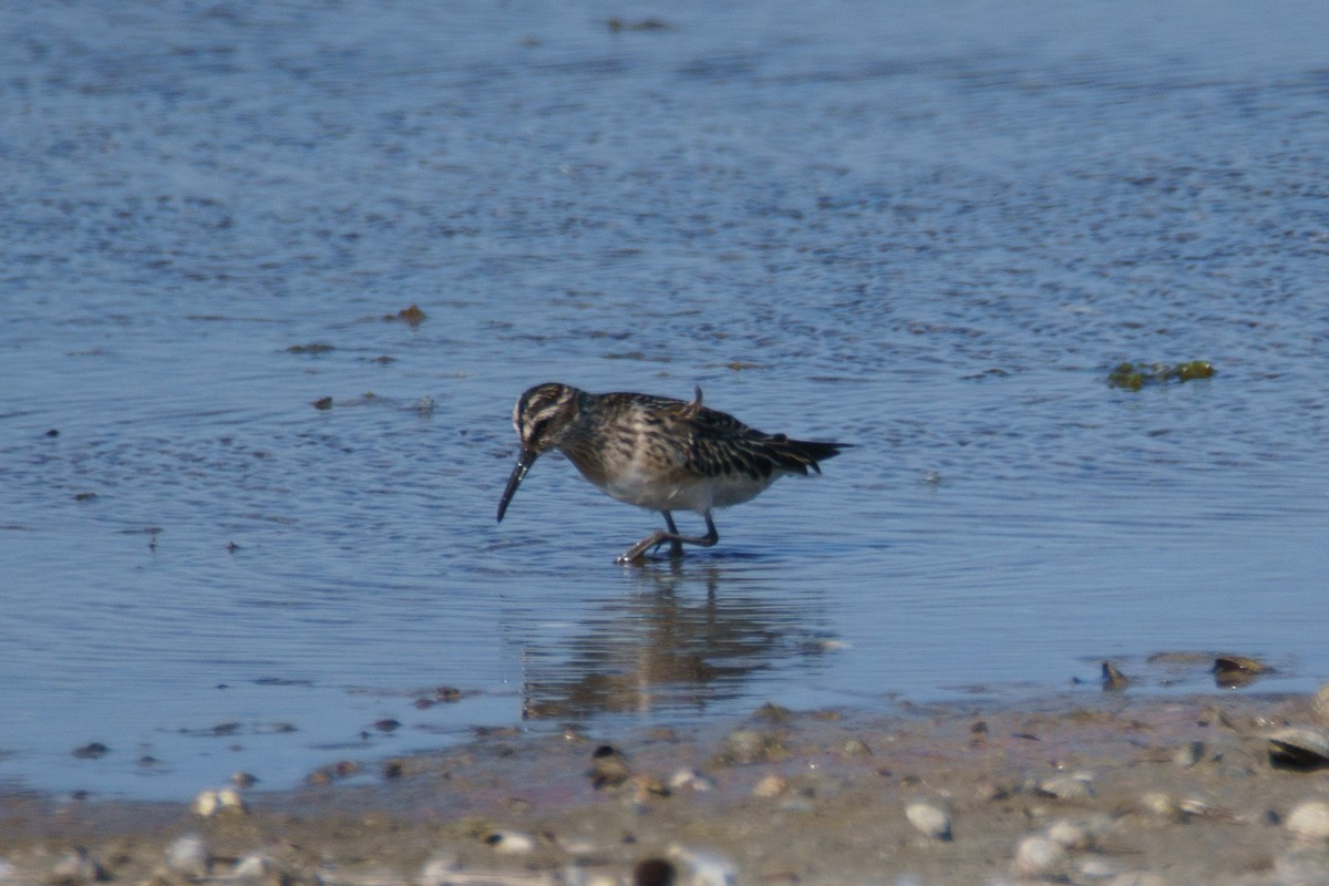 Broad-billed Sandpiper - ML642659695