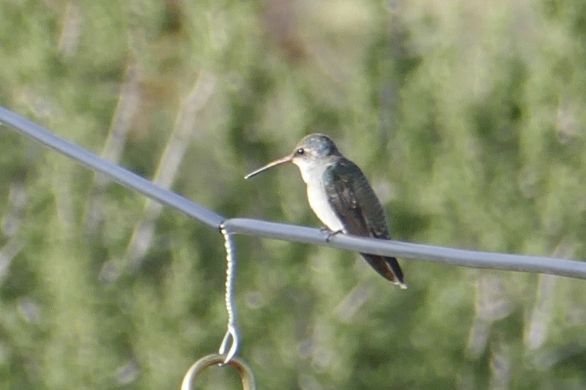 Violet-crowned Hummingbird - ML642659723