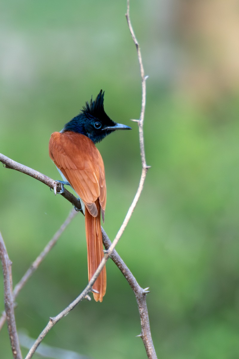 Indian Paradise-Flycatcher - ML642659728