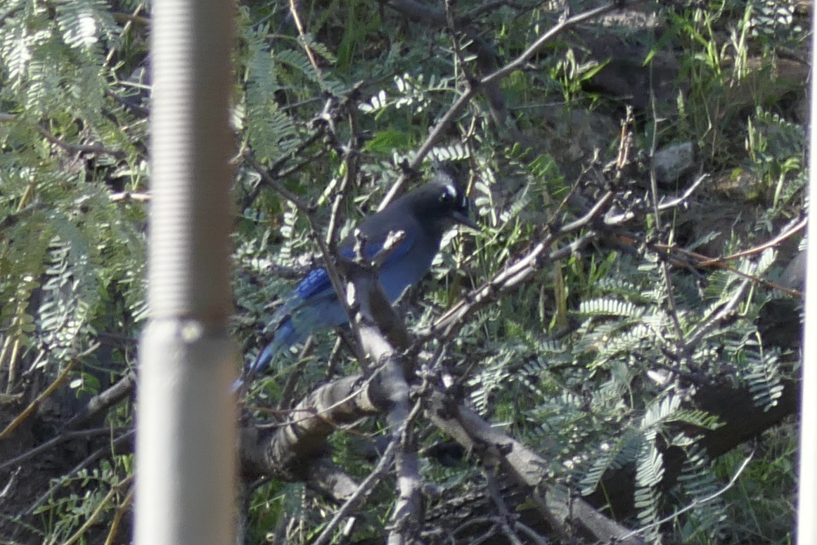 Steller's Jay - ML642659733
