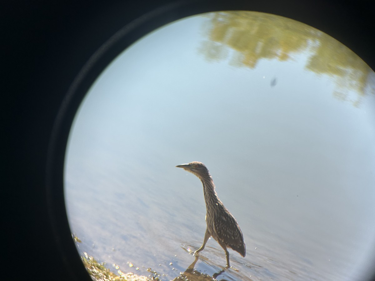 Ногоовор зашин - ML642659735